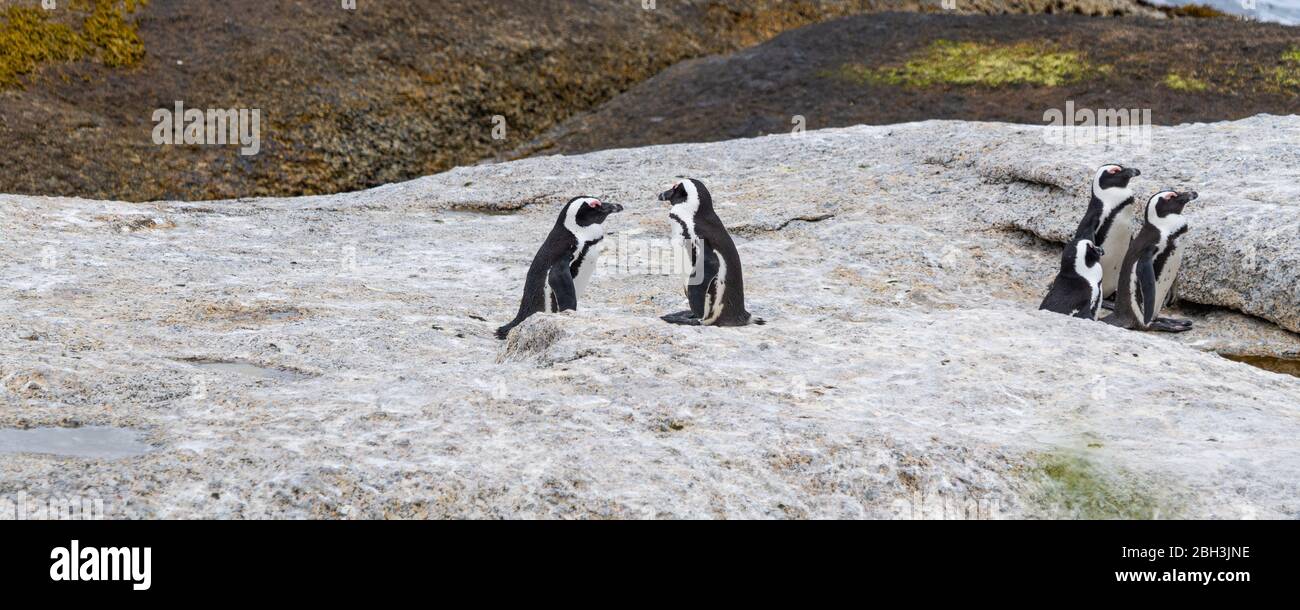 Ein Paar und eine Gruppe afrikanischer Pinguine sitzen auf einem Felsen am Boulders Beach, Simonstown, Südafrika Stockfoto