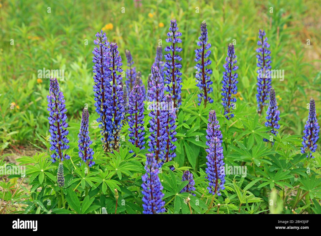 Wilde blaue lupine Fotos und Bildmaterial in hoher Auflösung Alamy