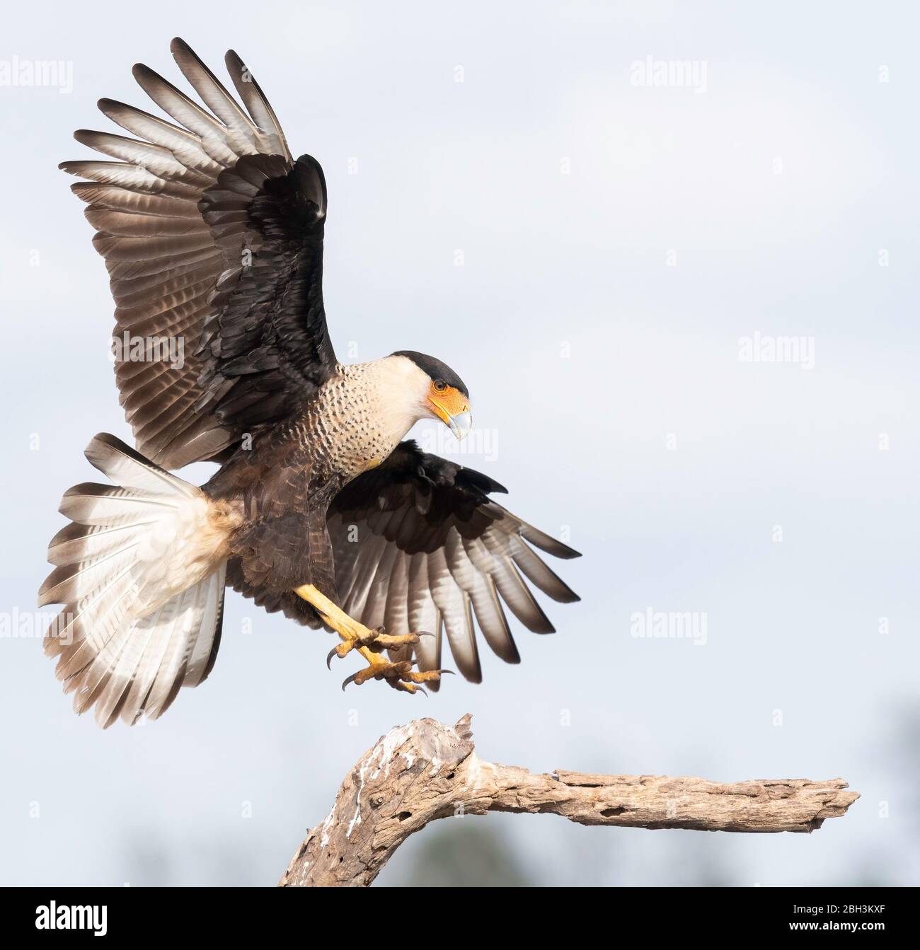 Crested Caracara Caracara Cheriway), Laguna Seca Ranch, Rio Grande Valley, Texas, USA Stockfoto