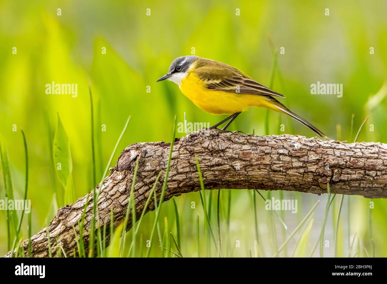 Motacilla cinerea - graue Bachstelze Stockfoto