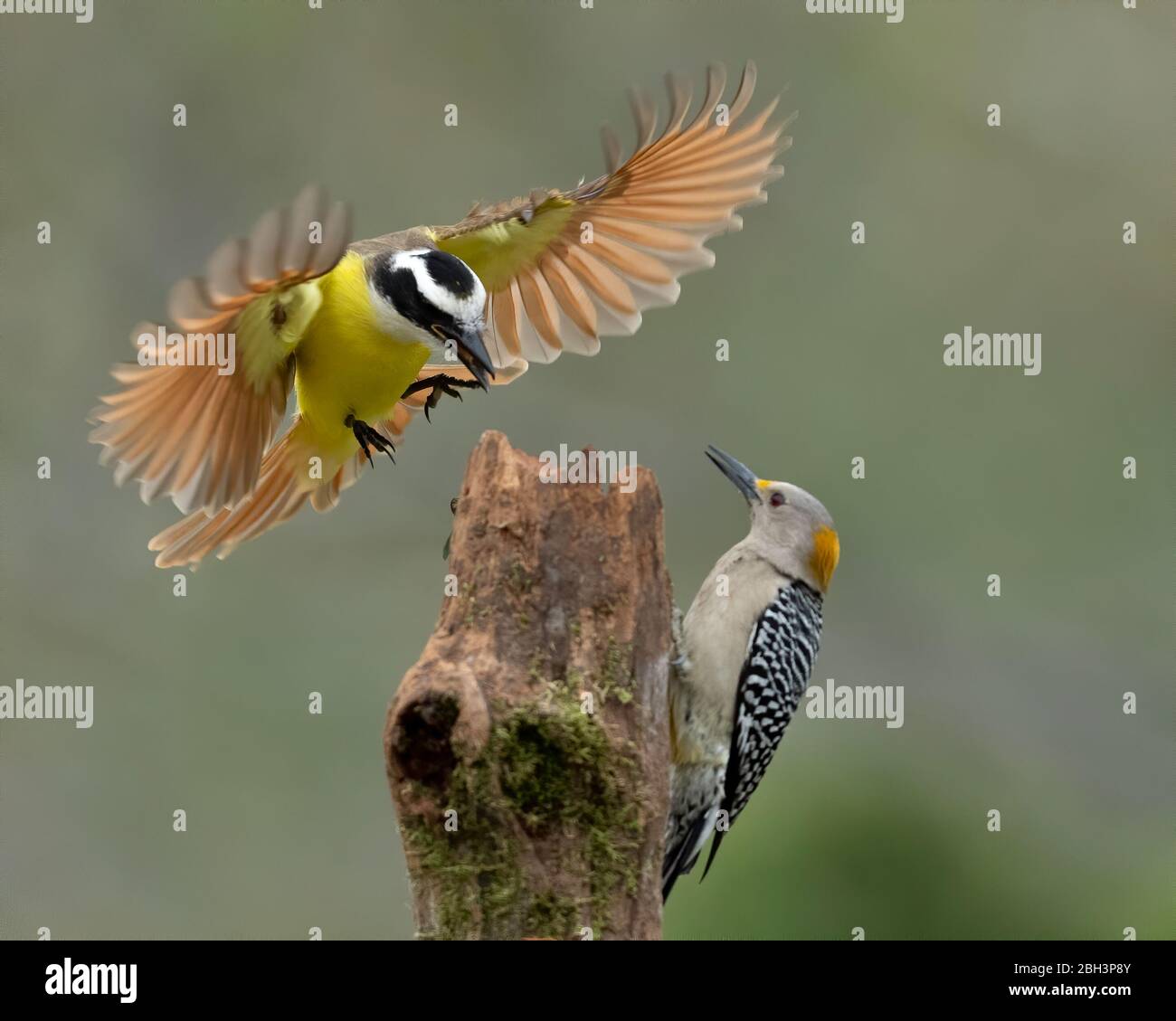 Great Kiskadee (Pitangus sulfuratus), Alamo Texas, Rio Grande Valley, USA Stockfoto