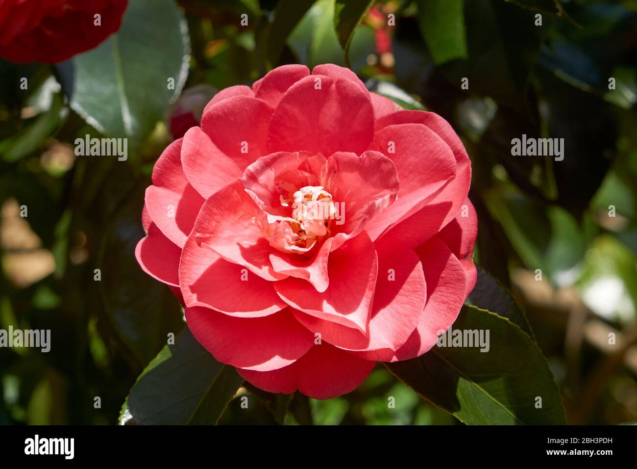 Nahaufnahme einer roten Kamelienblume, die im Frühjahr blüht Stockfoto