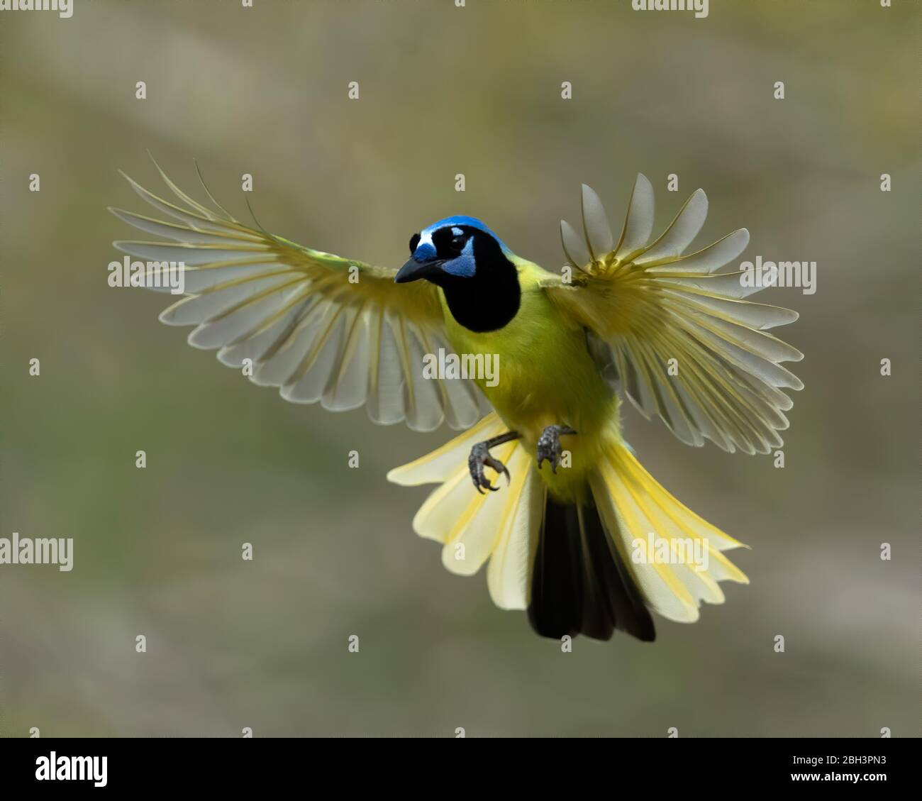 Green Jay im Flug, Alamo Texas, Rio Grande Valley, Texas, USA Stockfoto