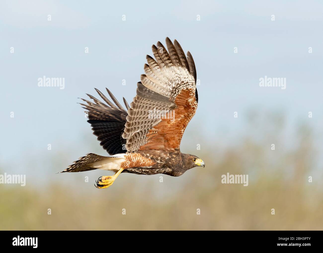 Juvenile Harris's Hawk im Flug (Parabuteo unicinctus), Laguna Seca Ranch, Rio Grande Valley, Texas, USA Stockfoto