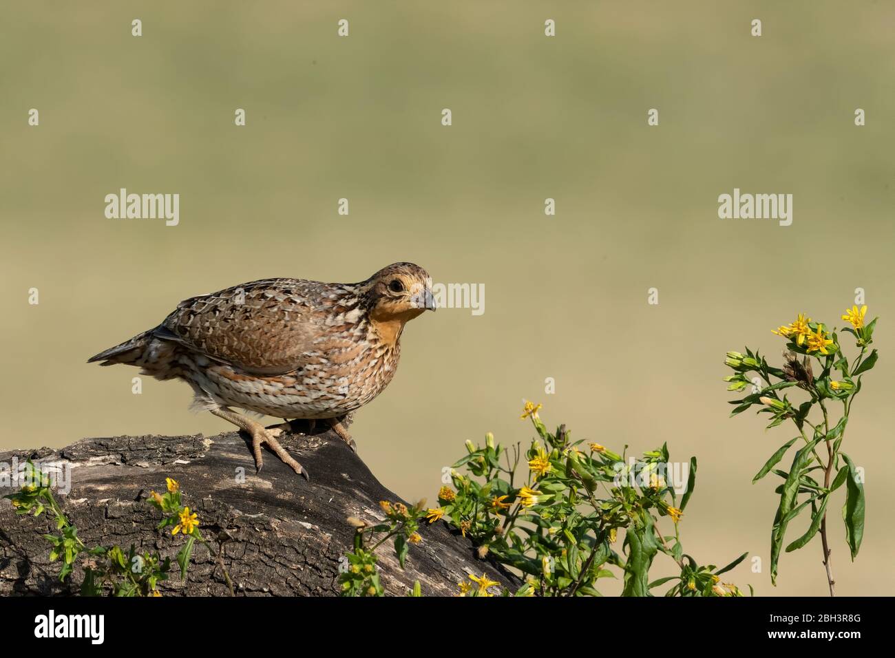 Northern Bobwhite (Colinus virginianus), Laguna Seca Ranch, Rio Grande Valley, Texas, USA Stockfoto