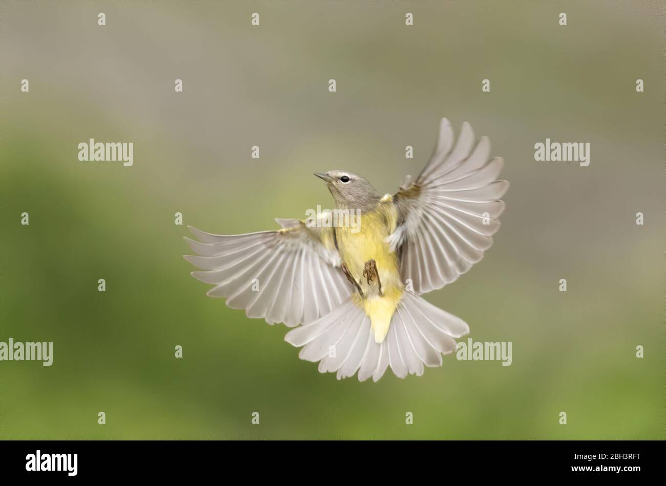 Orangekrönter Waldsänger, Rio Grande Valley, Texas, USA Stockfoto