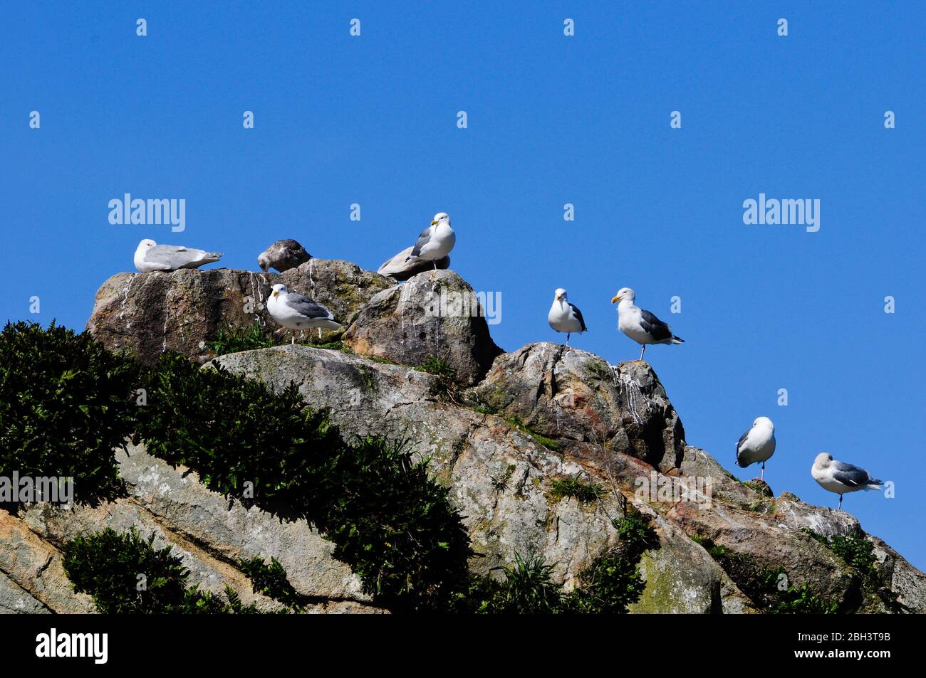 Eine Gruppe kalifornischer Möwen, die auf einem Felsen aufgereiht sind Stockfoto