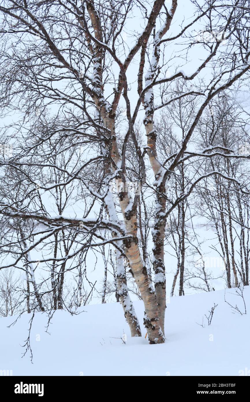 Flauschige Birken (Betula pubescens) mit etwas Schneedecke im Winter, die die bunte Rinde am Stamm zeigt Stockfoto