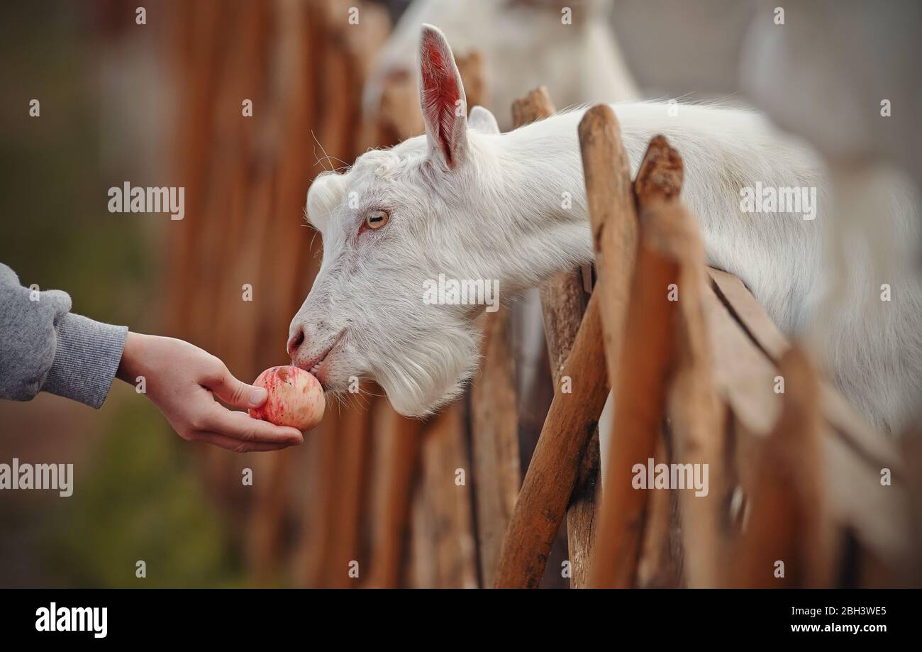 Füttern Ziegen Apfel. Weiße Ziegen hinter dem Zaun in einem Viehhof. Stockfoto