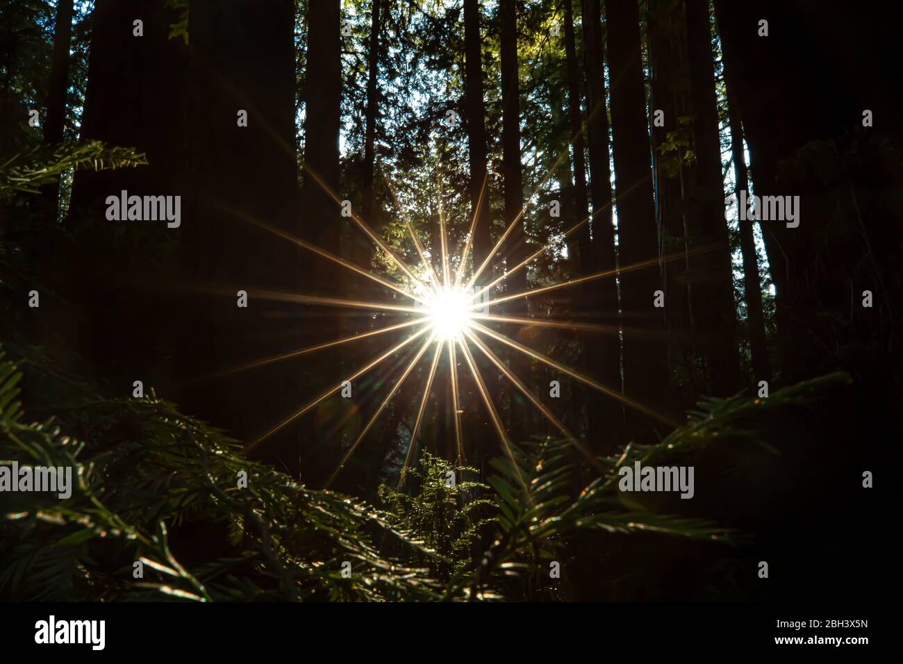 Sonnenstrahlen, die durch die Bäume in einem schönen Wald kommen Stockfoto