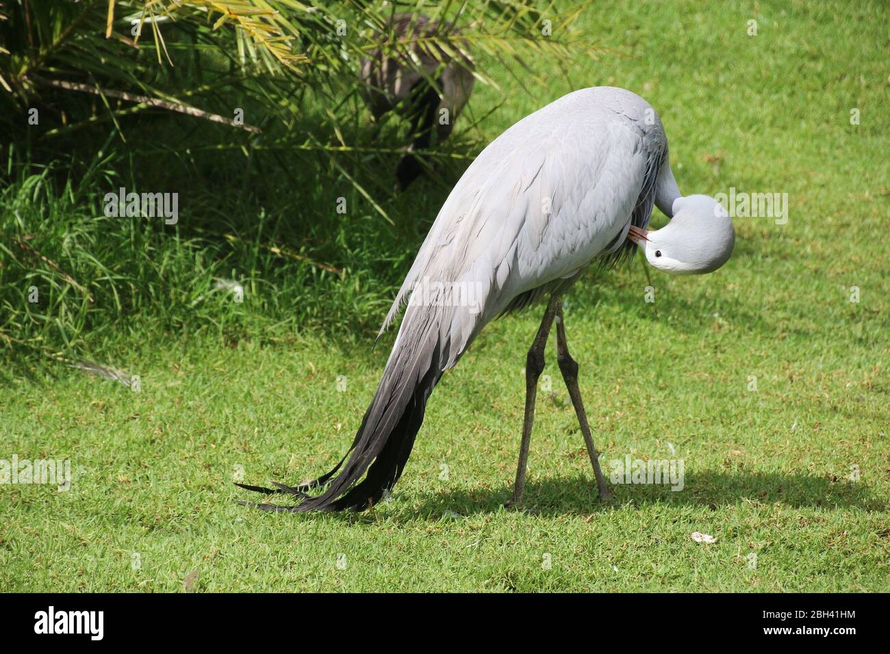 Ein schöner blauer Kranich in den Birds of Eden Freiflugschutzgebiet, in den Felsen in der Nähe von Plettenberg Bay, Südafrika, Afrika. Stockfoto