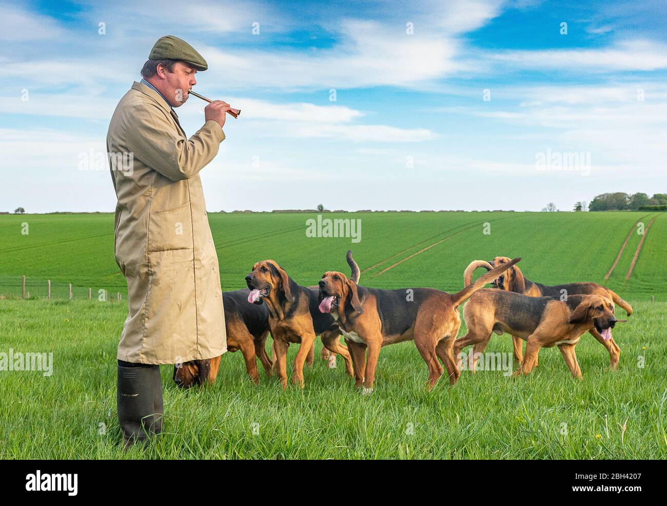 Temple Bruer, Lincoln, Lincolnshire, Großbritannien. April 2020. Frank Goddard, der Jäger der Cranwell-Bluthunde, umgeben von seinen Bluthunden, als er sich Jägern über die gesamte Landeslänge anschließt, während sie ihre Jagdhörner in die Nation blasen und für alle Mitarbeiter des NHS, Pförtnerinnen und Pförtnerinnen und Schlüsselarbeiter klatschen; zusätzlich zum Gedenken an den St. George’s Day. Kredit: Matt Limb OBE / Alamy Live News Stockfoto