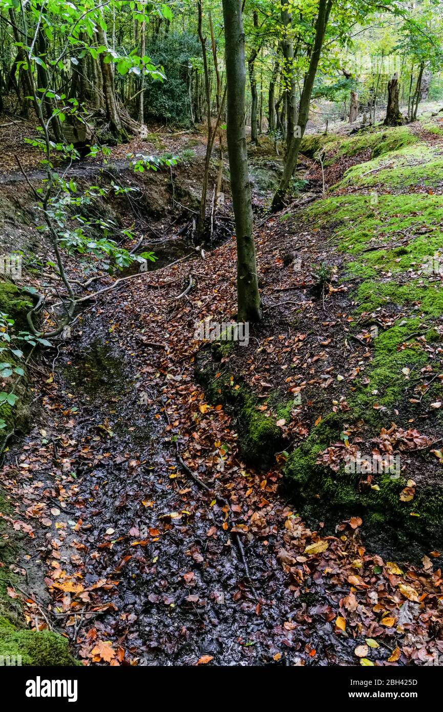 Strom in Epping Forest, Essex, England, Vereinigtes Königreich Großbritannien Stockfoto