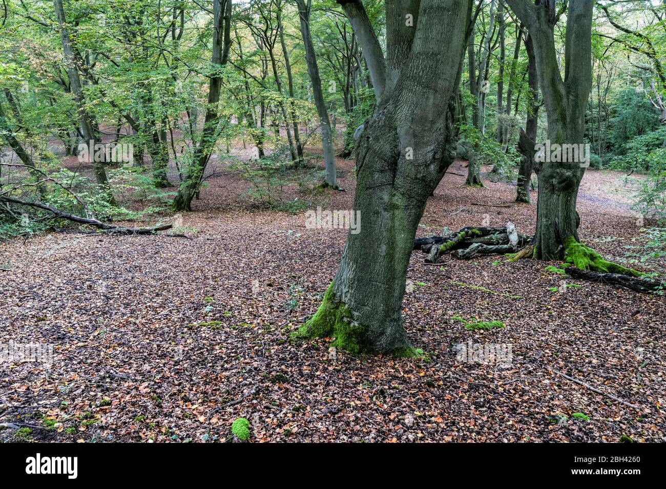 Epping Forest, Essex, England, Vereinigtes Königreich Großbritannien Stockfoto