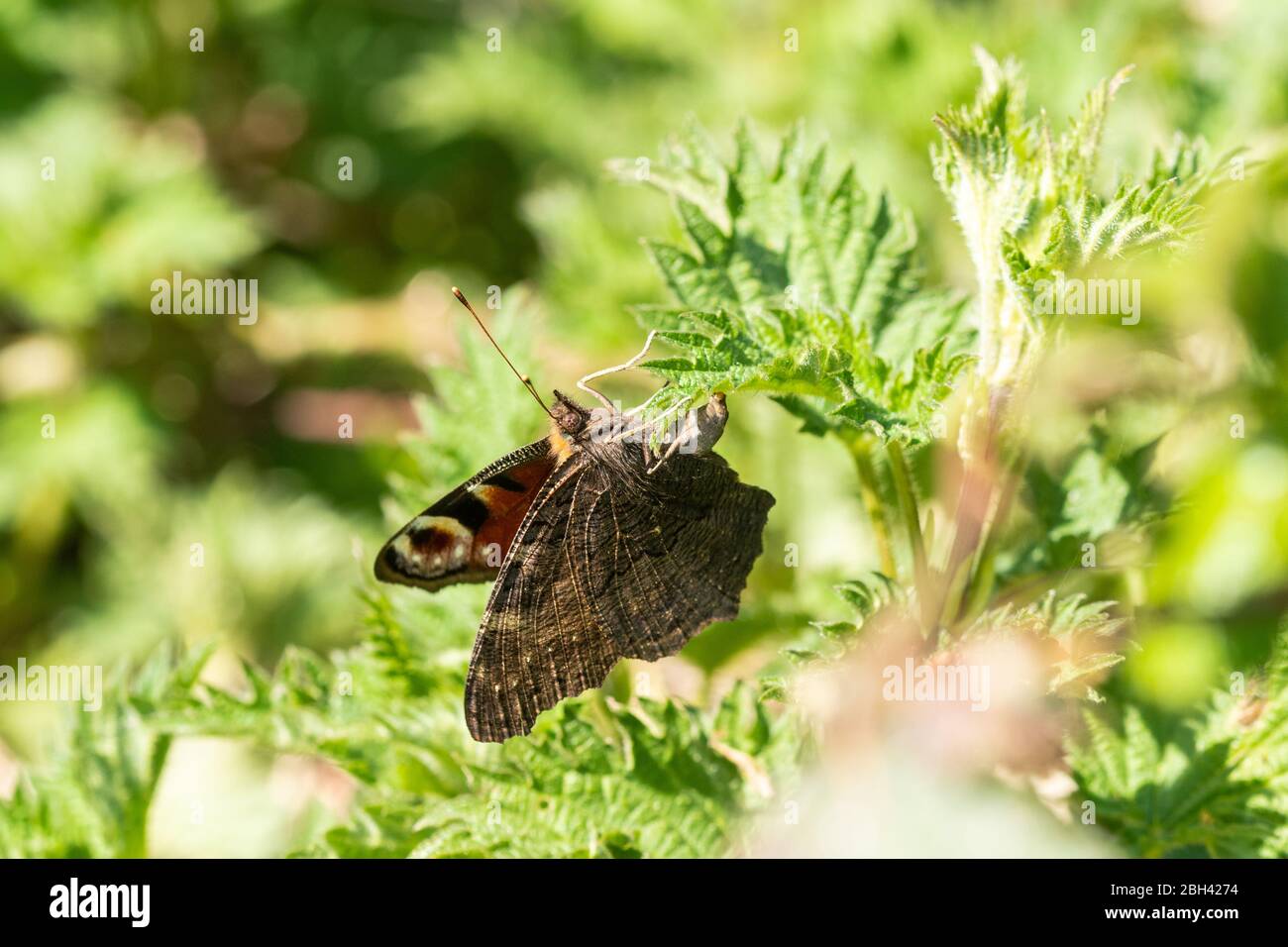 Pfauenschmetterling (Aglais io) ovipostiying (Eier legen) auf der Larvenfoodplant Brennnessel (Urtica dioica) im April, Großbritannien Stockfoto