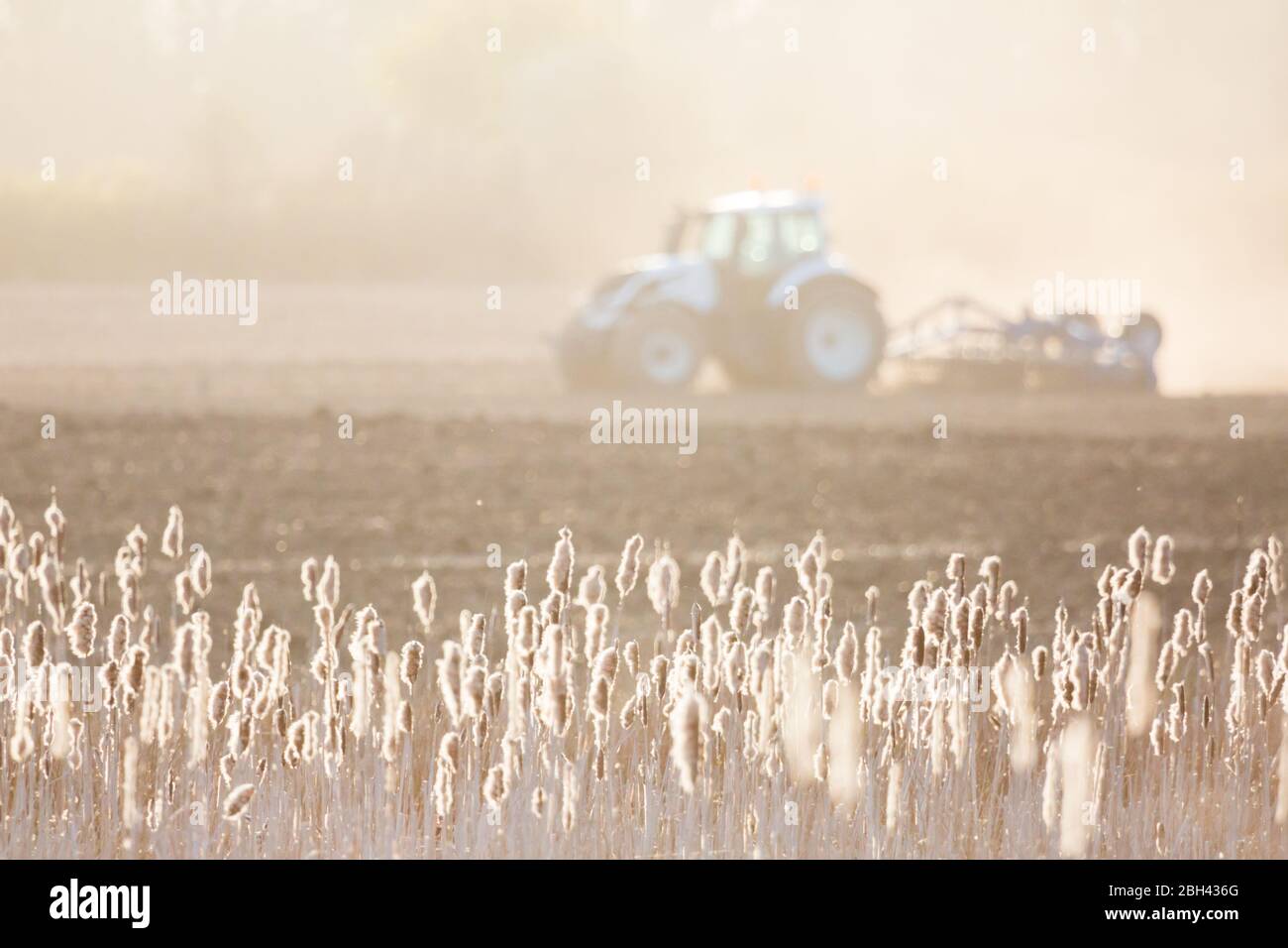Ein Traktor pflügt im Frühjahr ein Feld, während die Köpfe aus Rohrsamen das Abendlicht in der englischen Landschaft fangen. Stockfoto