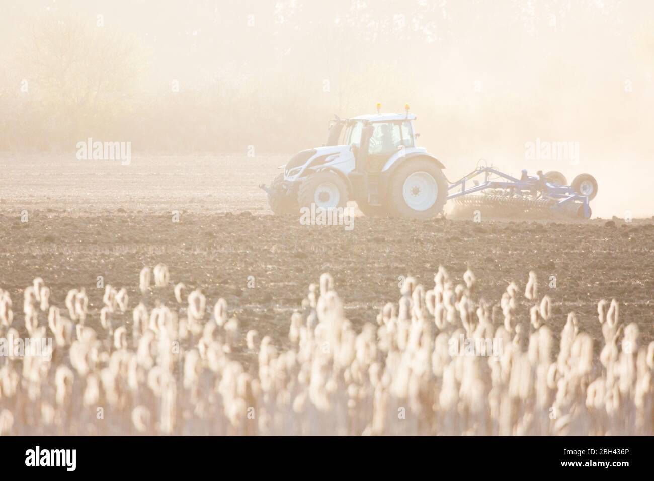 Ein Traktor pflügt im Frühjahr ein Feld, während die Köpfe aus Rohrsamen das Abendlicht in der englischen Landschaft fangen. Stockfoto