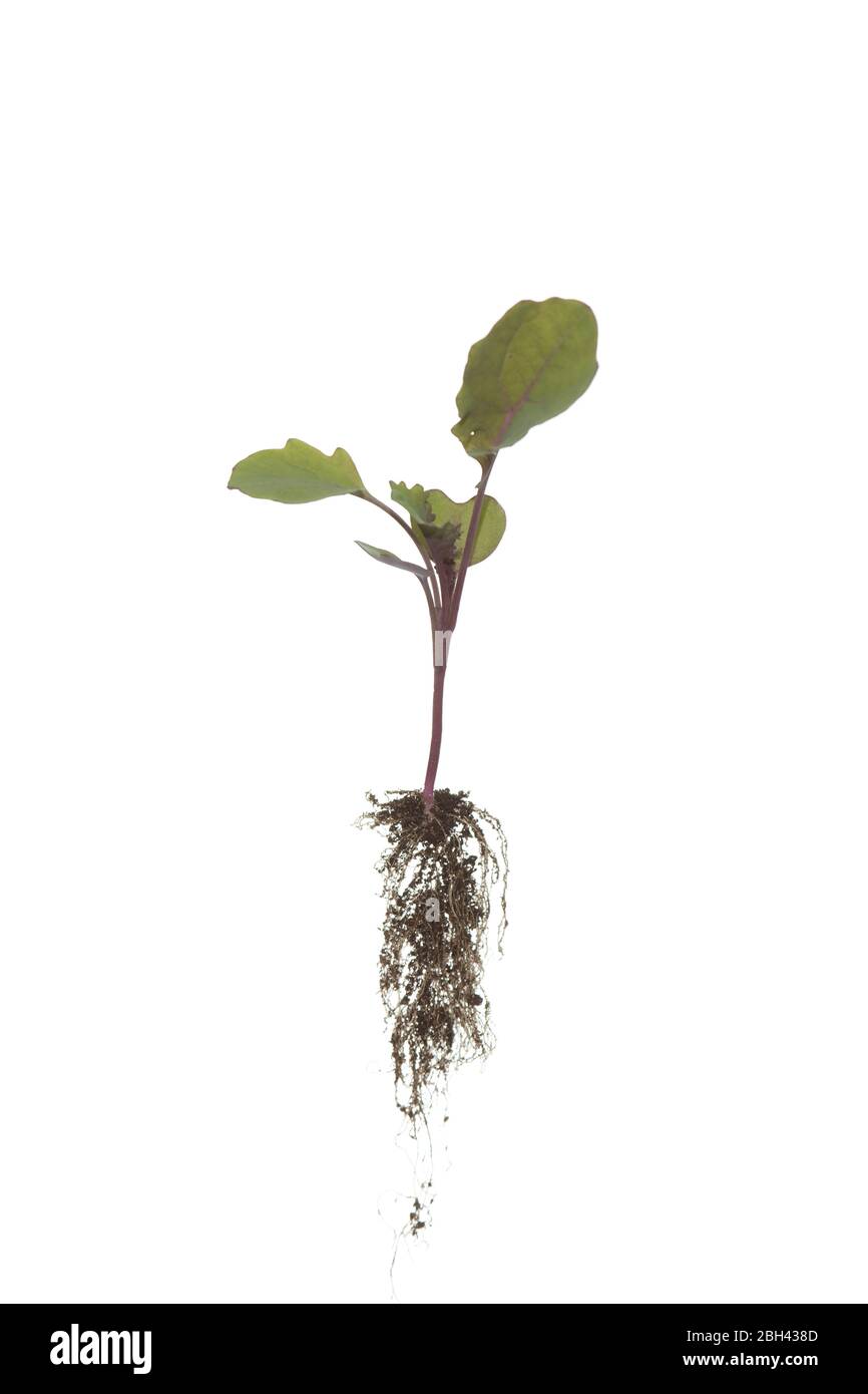 Ganze Kaletten Pflanze mit Wurzeln auf isoliertem weißen Hintergrund Stockfoto