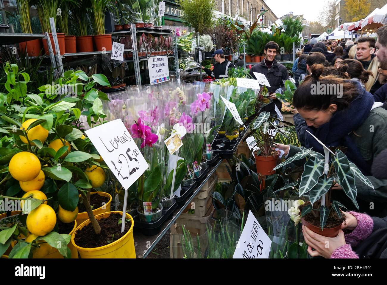 Columbia Road Flower Market, London England Vereinigtes Königreich Großbritannien Stockfoto