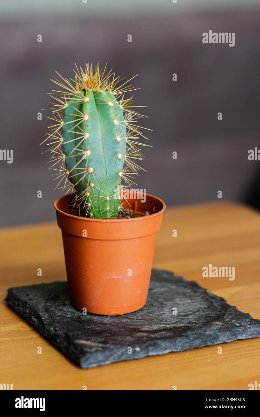 Blauer Columnar Kaktus (Pilosocereus Pachycladus) in einem braunen Plastiktopf, der auf einem Stück Schiefer sitzt Stockfoto