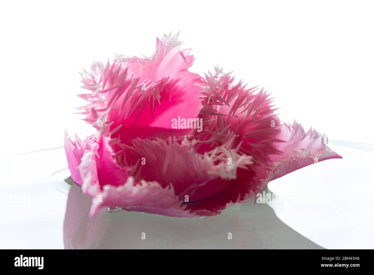 Eine Nahaufnahme einer rosa Tulpenblume mit Fransen auf weißem Hintergrund. Diese Nahaufnahme zeigt die zarten Fransen auf den Blütenblättern. Stockfoto