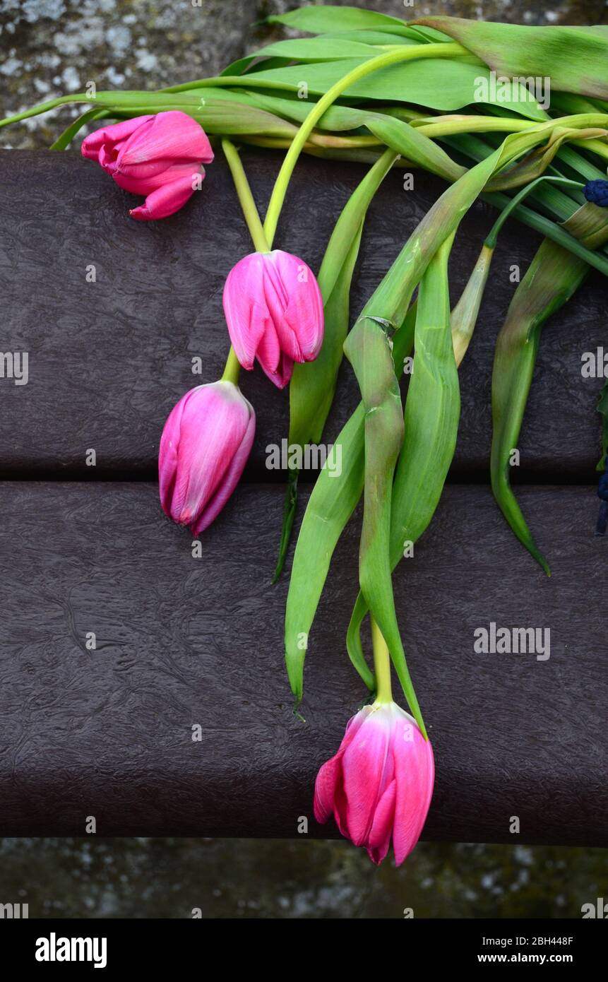 Schneiden Sie verwelkten rosa Tulpen auf der Rückseite der Parkbank. Stockfoto