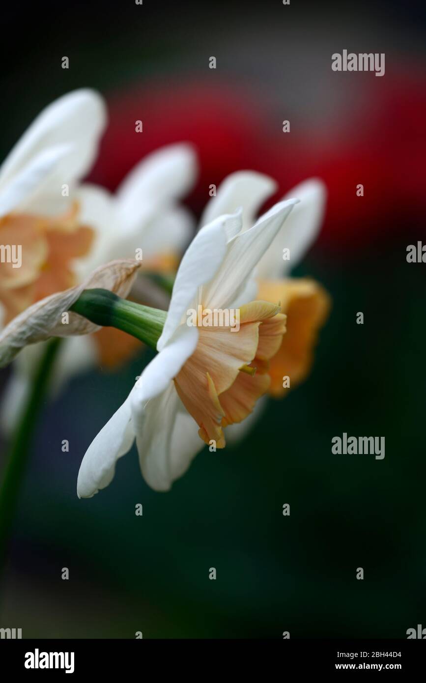 Narcissus Romance,Jonquil Daffodil,äußere Blütenblätter elfenbein-weiß,blass gelblich-rosa Tassen,Frühling,Garten,Blumen,duftend,parfümiert,RM Floral Stockfoto