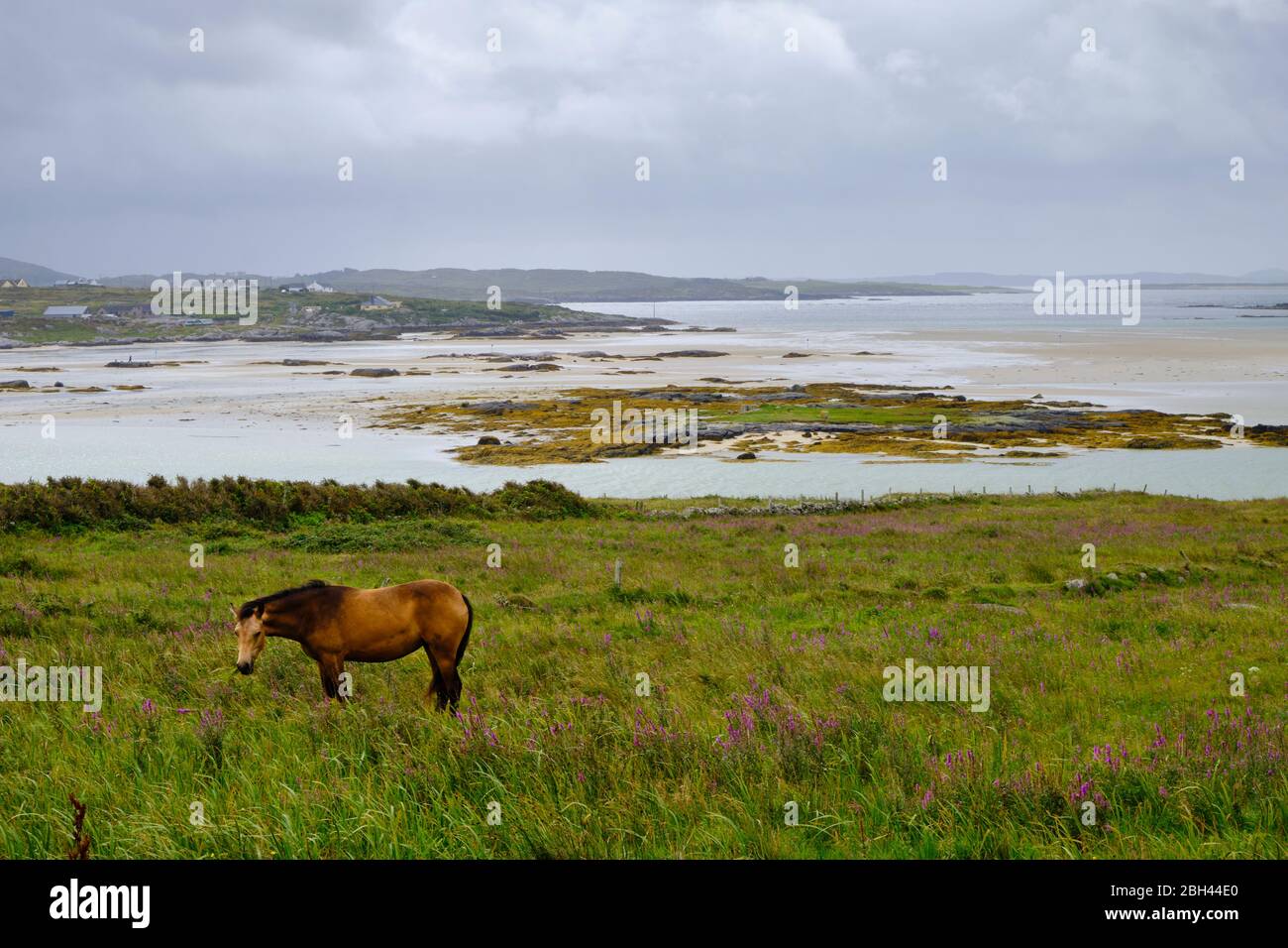 Ein Pony-Pferd von Connemara, das frei in der Wildnis von Connemara grast. Diese Region ist eine sehr raue Landschaft, so dass die Entstehung einer Pony Rasse von Hardy Stockfoto