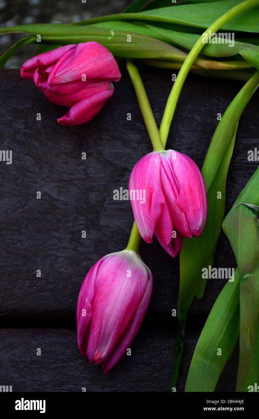 Schneiden Sie verwelkten rosa Tulpen auf der Rückseite der Parkbank. Stockfoto