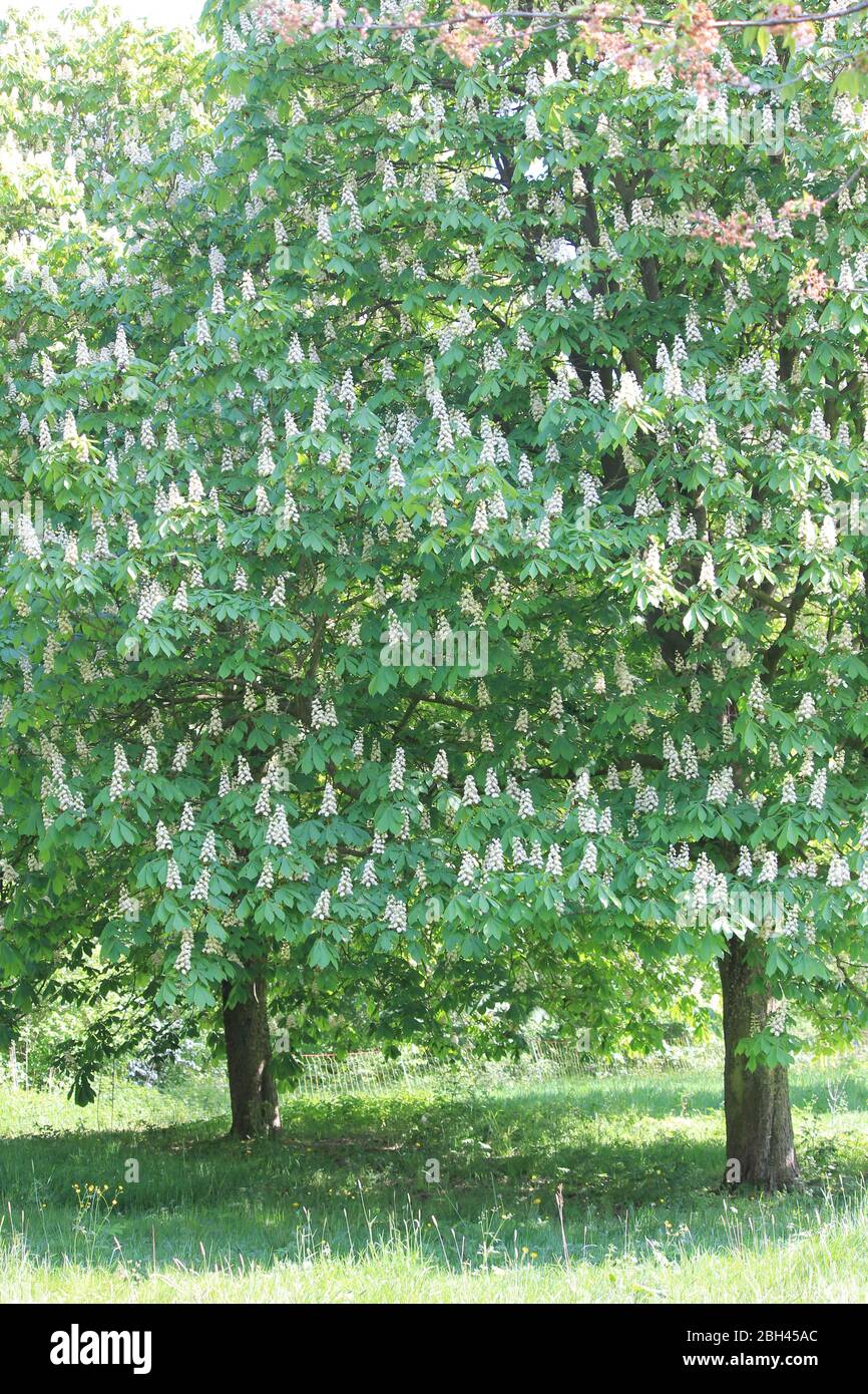 Die Flora und Fauna im Stadtpark Staddijk in Nijmegen, Niederlande Stockfoto