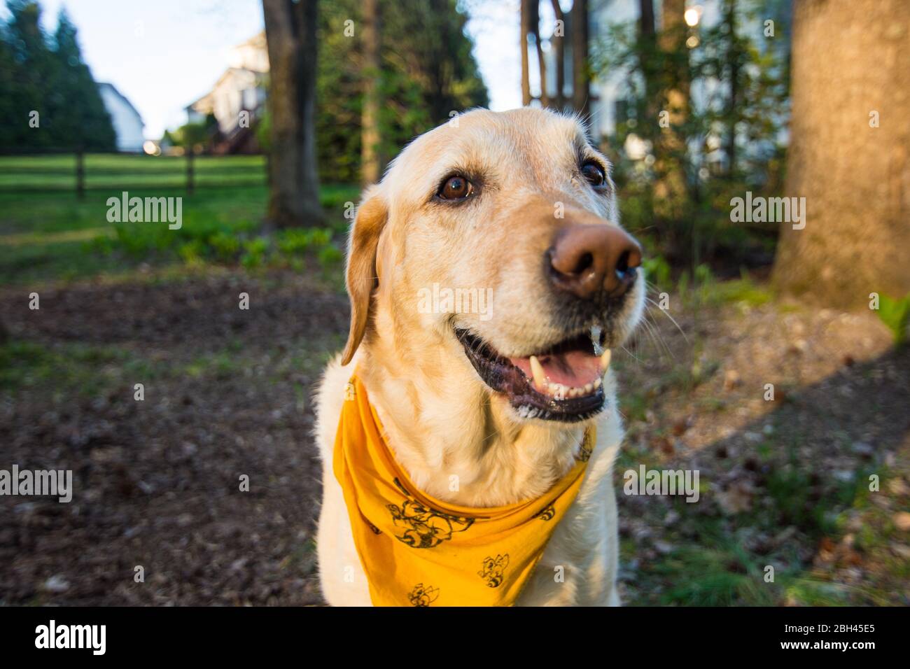 Porträt des gelben Labrador Stockfoto