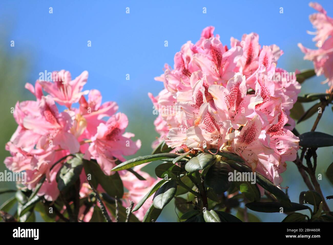 Die Flora und Fauna im Stadtpark Staddijk in Nijmegen, Niederlande Stockfoto