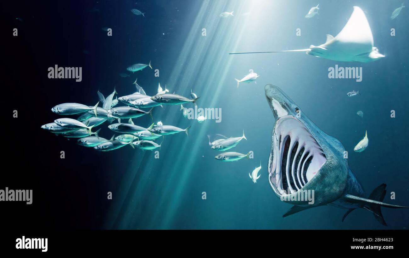 Große Fische jagt kleine Fische unter Wasser Stockfoto