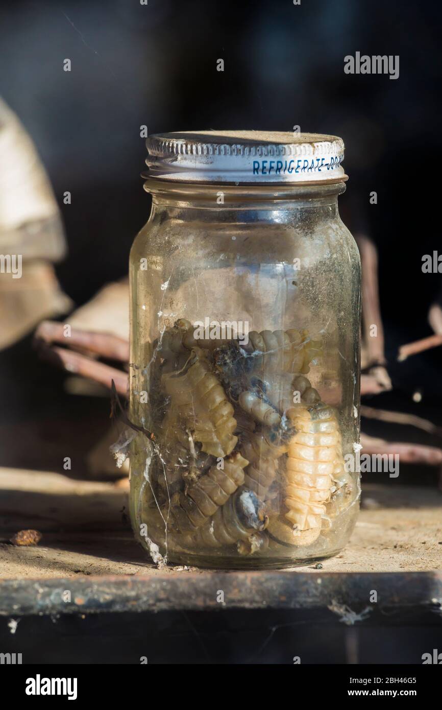 Klapperschlange in einem Glas in der alten Geisterstadt Berlin im Berlin-Ichthyosaur State Park, Nevada, USA Stockfoto