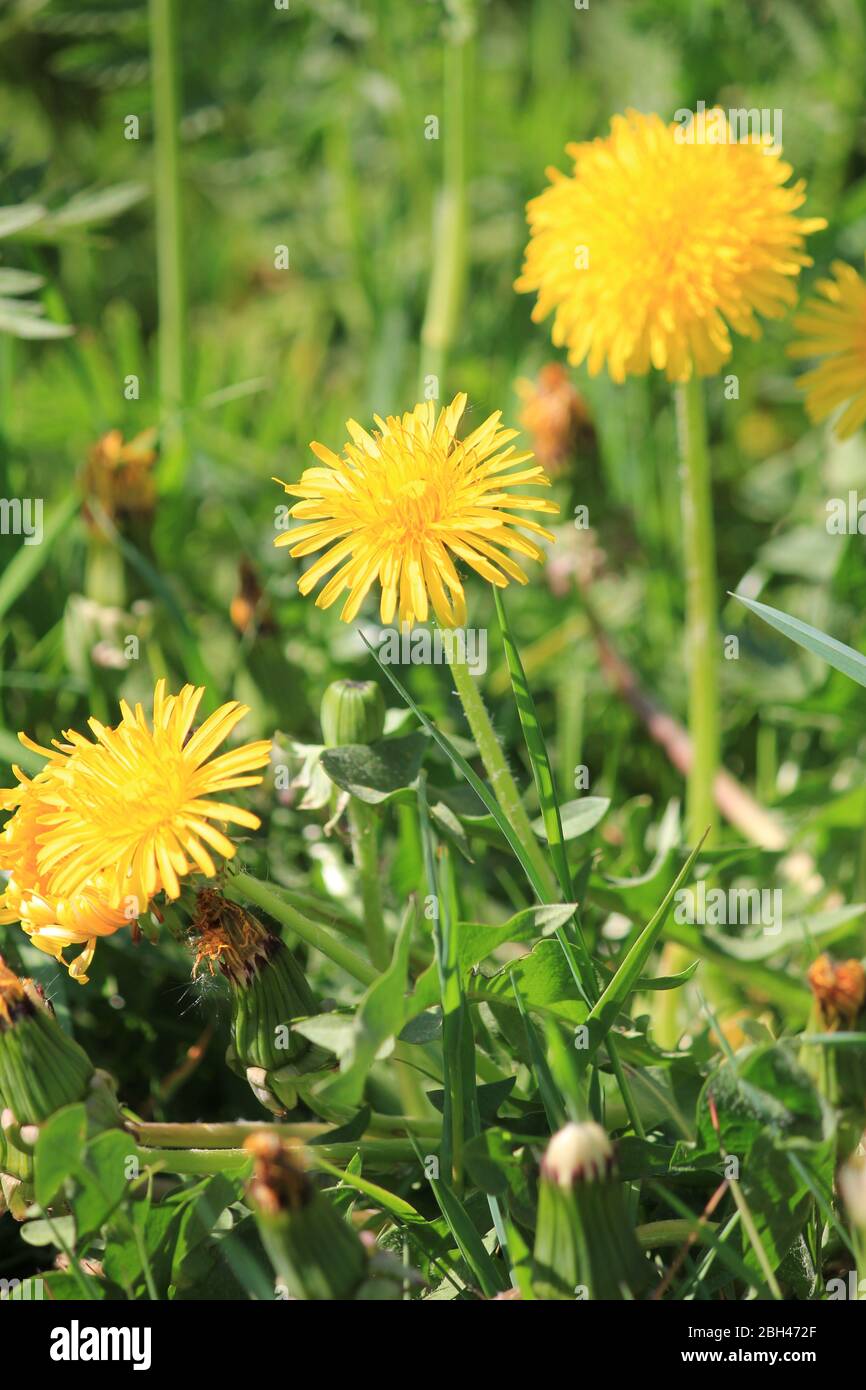 Die Flora und Fauna im Stadtpark Staddijk in Nijmegen, Niederlande Stockfoto