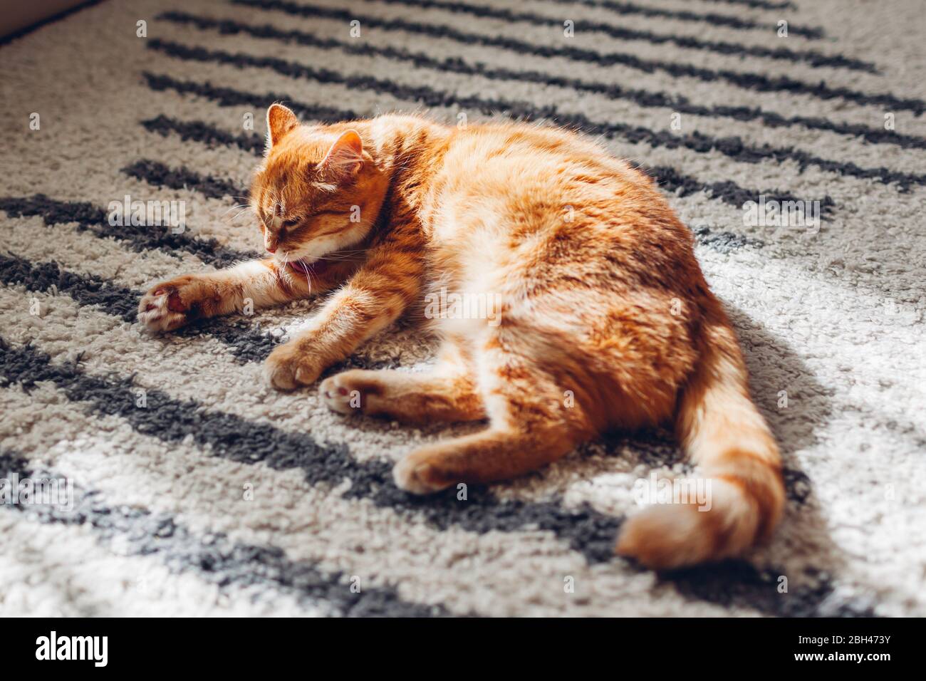 Ingwer Katze liegt auf dem Teppich zu Hause. Haustier Reinigung selbst lecken Haare. Tiergefühl wohl und sicher Stockfoto