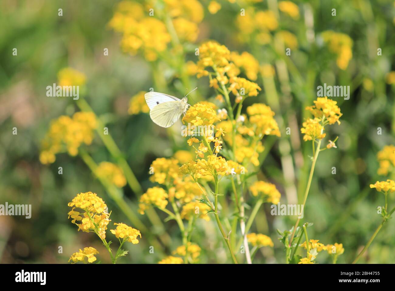 Die Flora und Fauna im Stadtpark Staddijk in Nijmegen, Niederlande Stockfoto