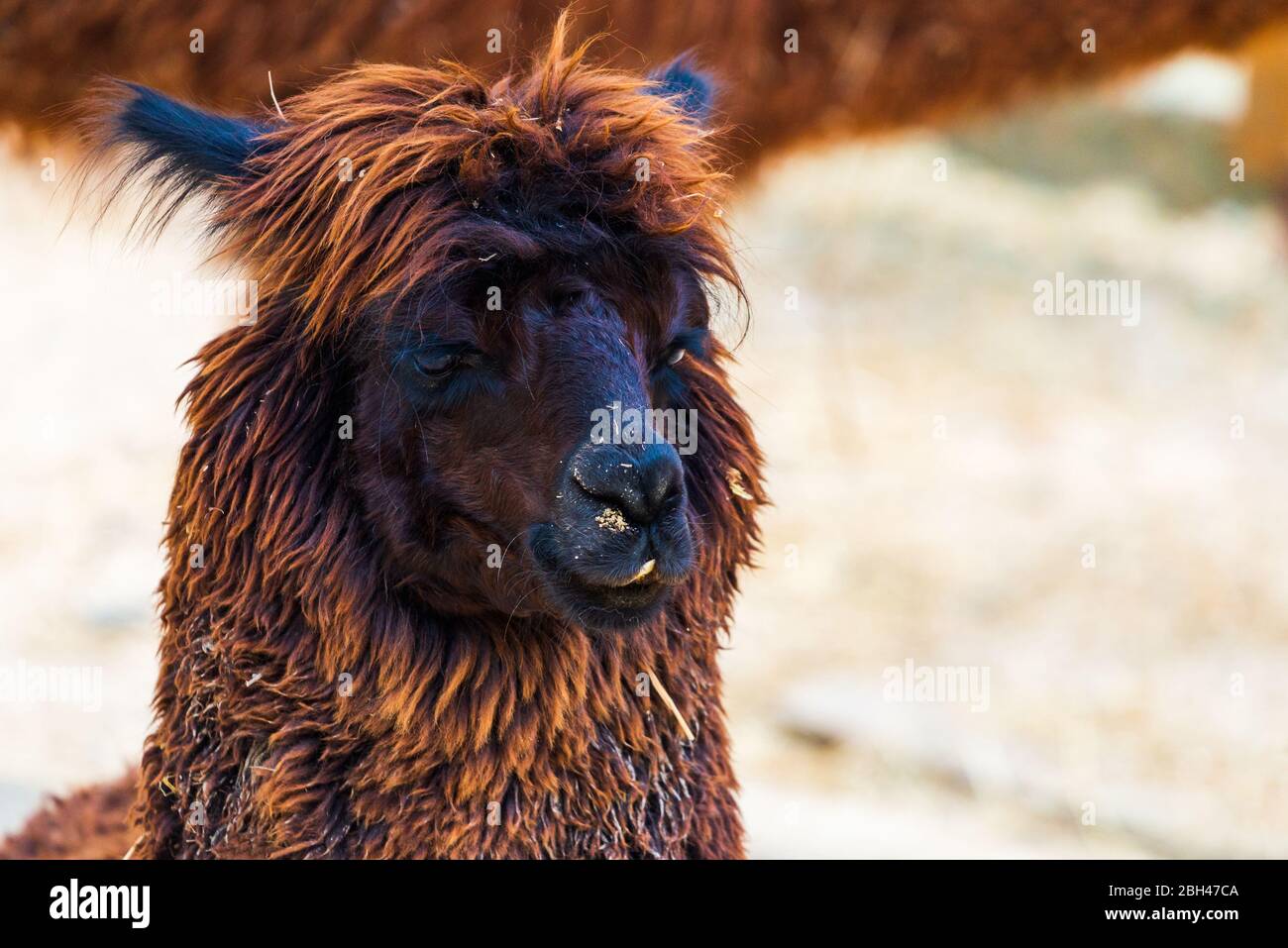 Peruanischer Llama. Bauernhof von Lama, Alpaka, Vicuna in Peru, Südamerika. Andentier.Llama ist südamerikanische Kameliden. Stockfoto