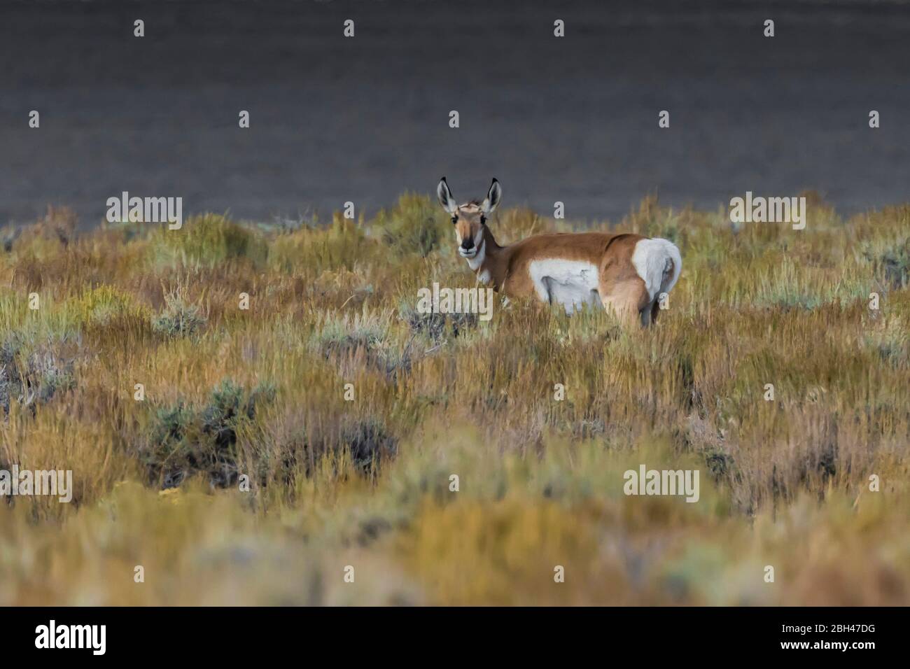 Pronghorn, Antilocapra americana, Berlin-Ichthyosaur State Park, Nevada, USA Stockfoto