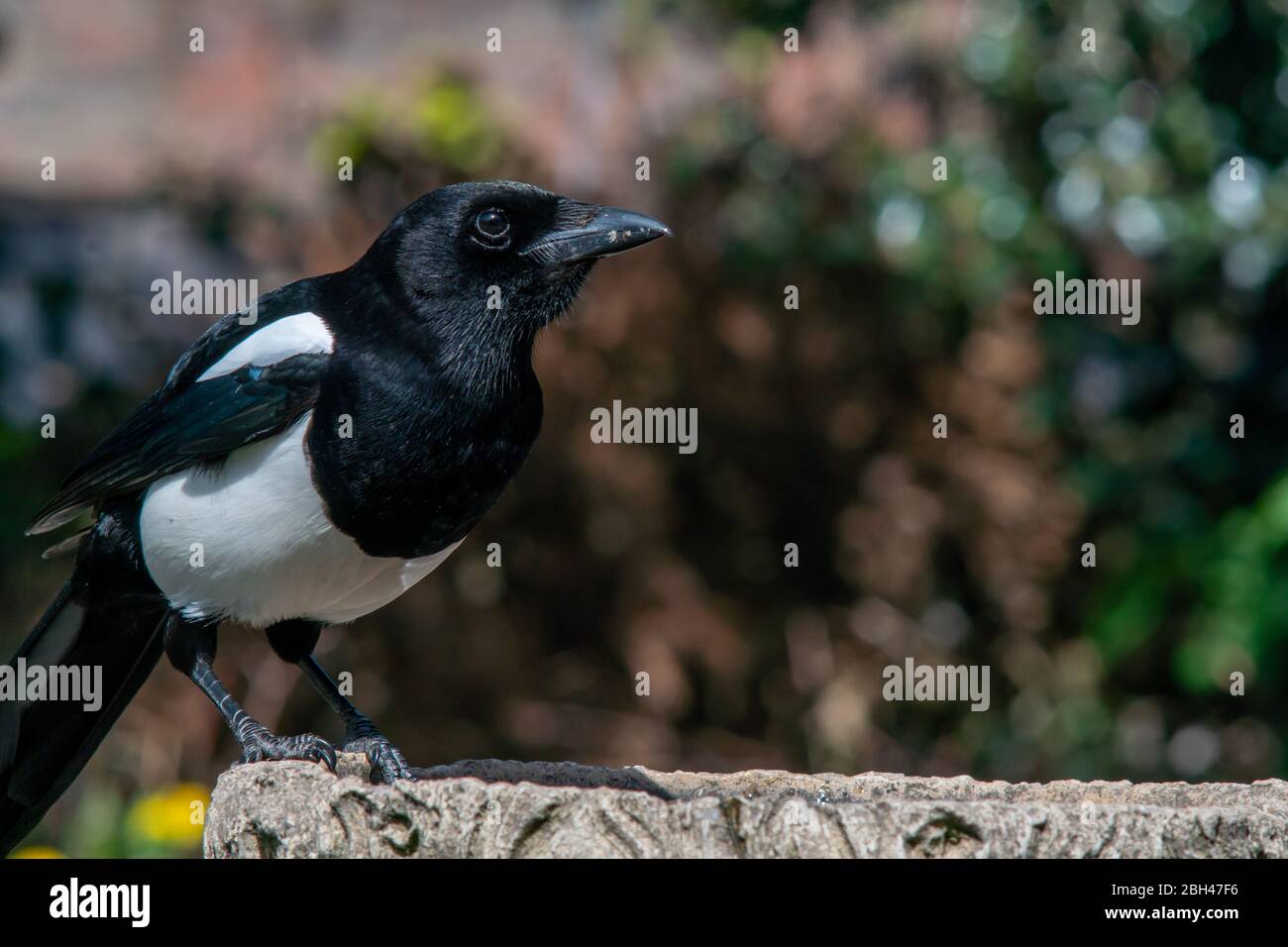 Elster Pica pica, ein einziger Vogel, der aus dem Vogelbad trinkt. Feder. Britische Inseln Stockfoto