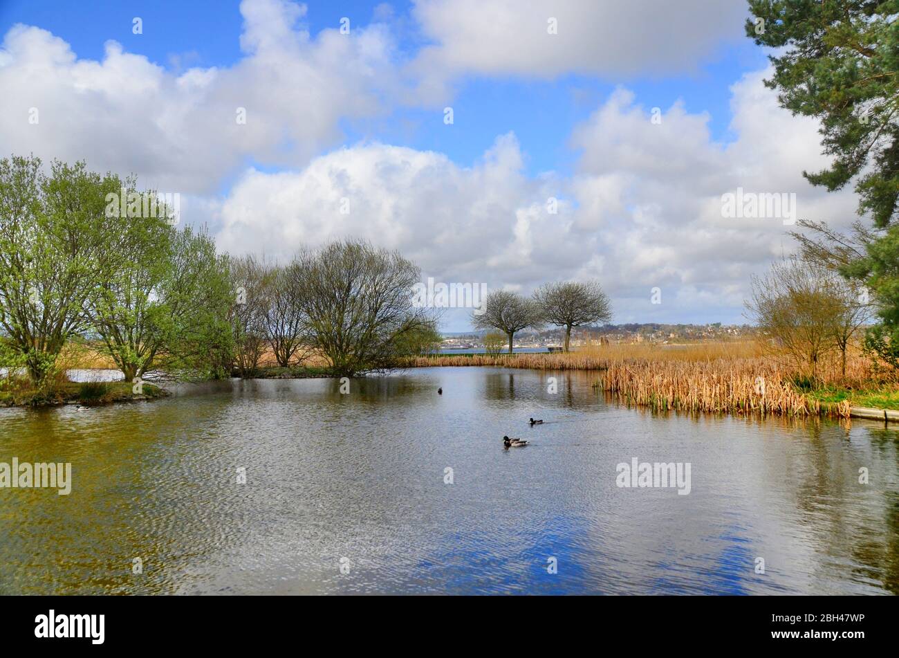 Teich im gemeinsamen Park von Tayport nahe dem Rand der Tay-Mündung. Stockfoto