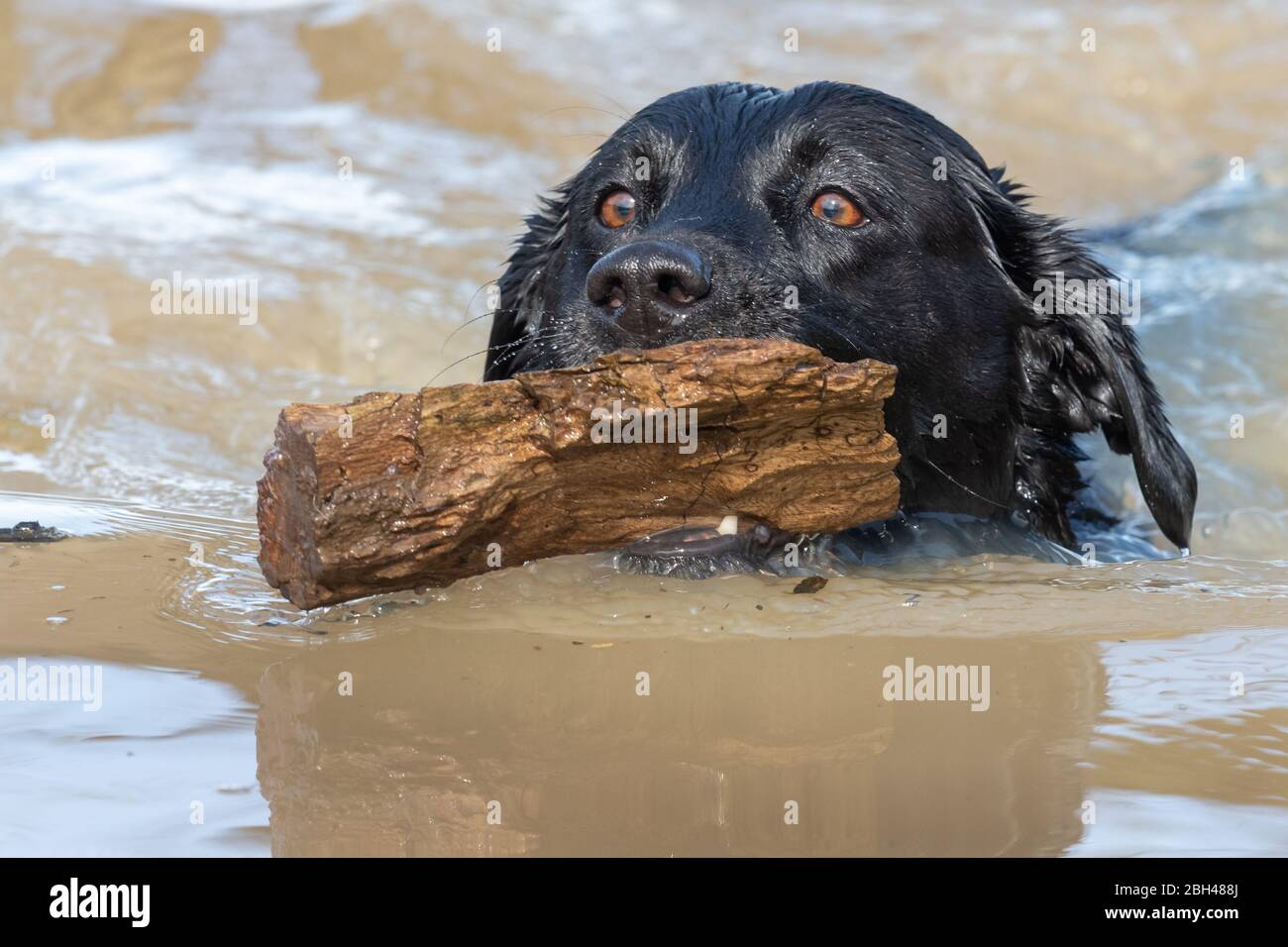 Nahaufnahme eines schwarzen Labradors, der mit einem Stock im Mund im Wasser schwimmt Stockfoto