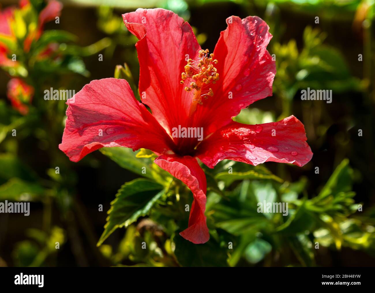 Die rote Hibiskusblüte leuchtet nach dem Regen in der Sonne. Stockfoto