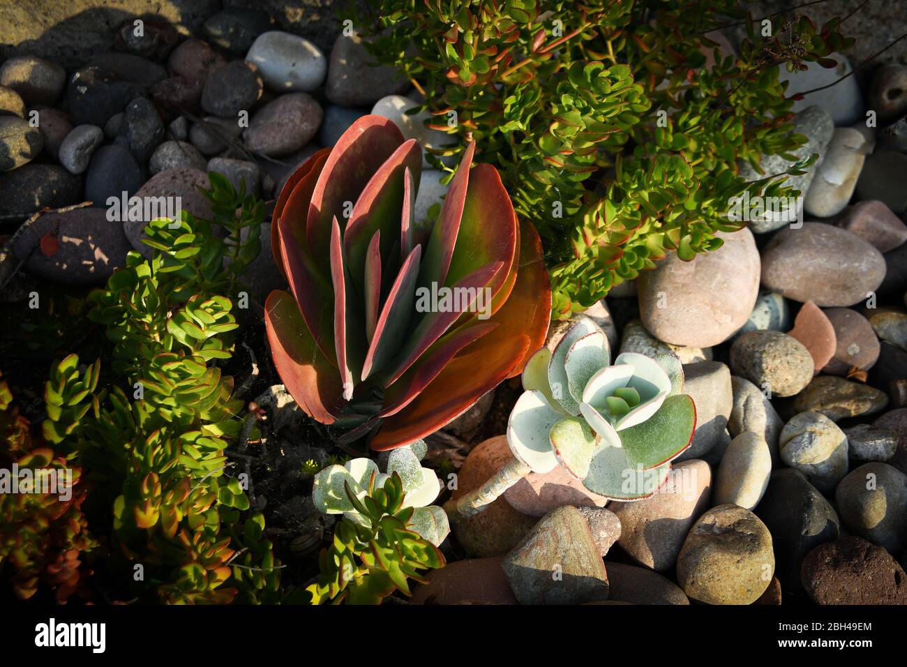 Dieser kleine saftige Garten fängt die Nachmittagssonne ein. Stockfoto