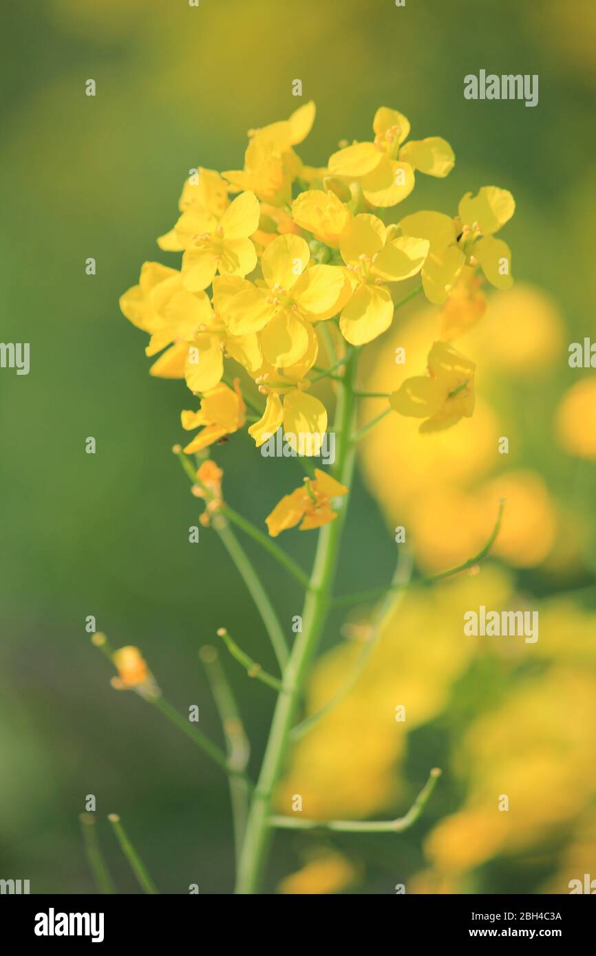 Die Flora und Fauna im Stadtpark Staddijk in Nijmegen, Niederlande Stockfoto