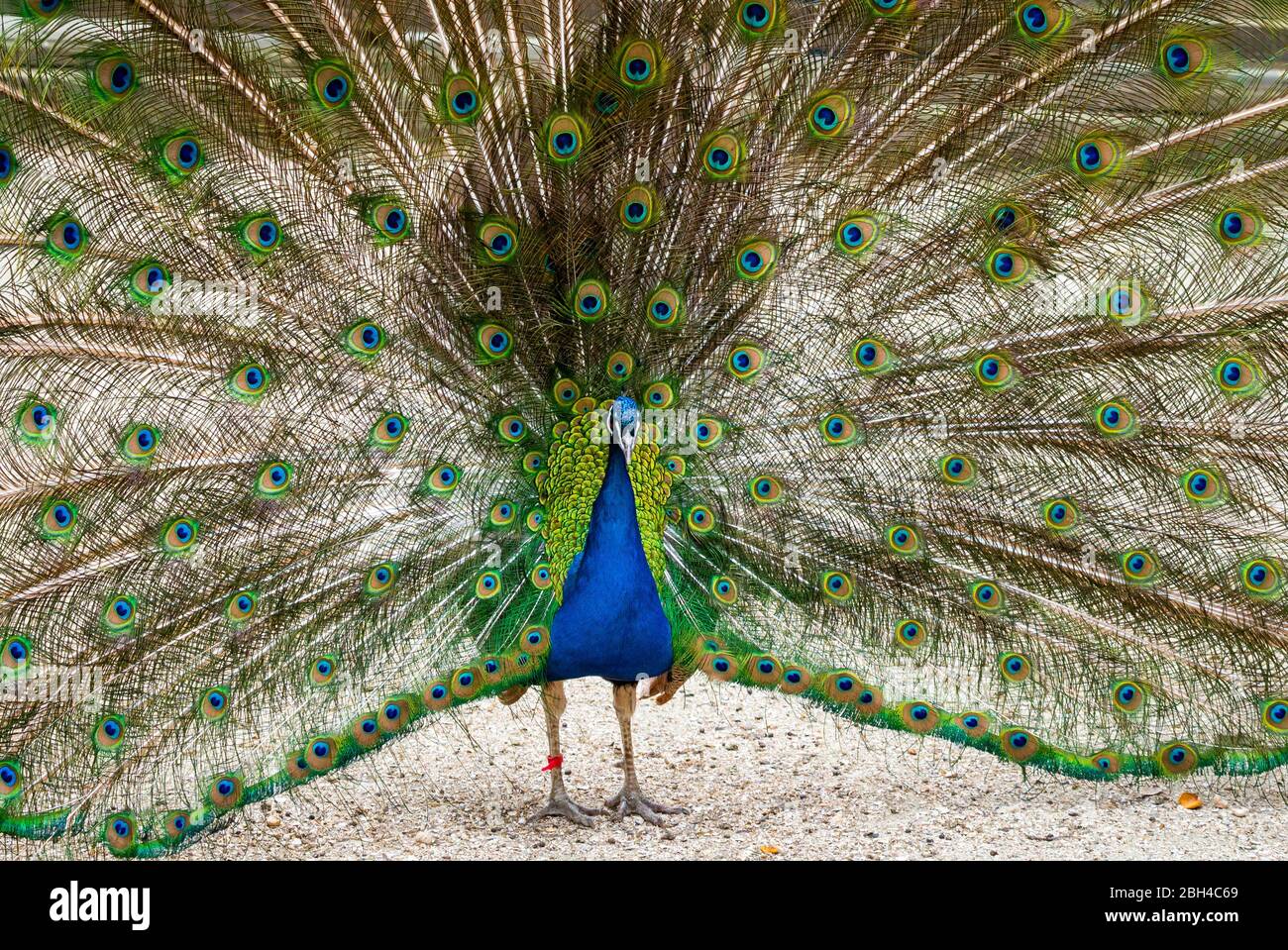 Nahaufnahme männlicher Pfau mit vollständig ausgeklappten Schwanzfedern. Stockfoto