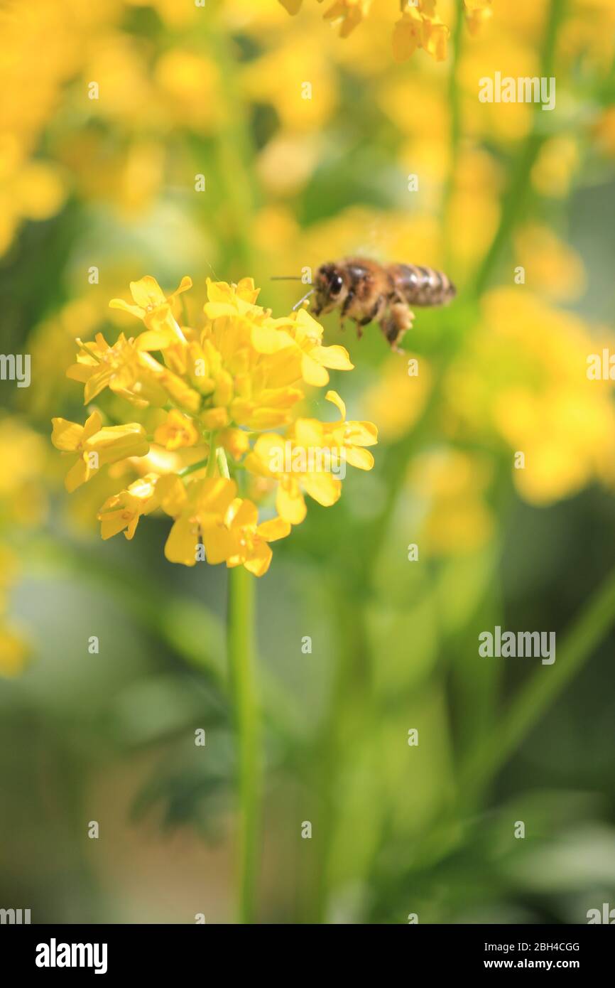 Die Flora und Fauna im Stadtpark Staddijk in Nijmegen, Niederlande Stockfoto