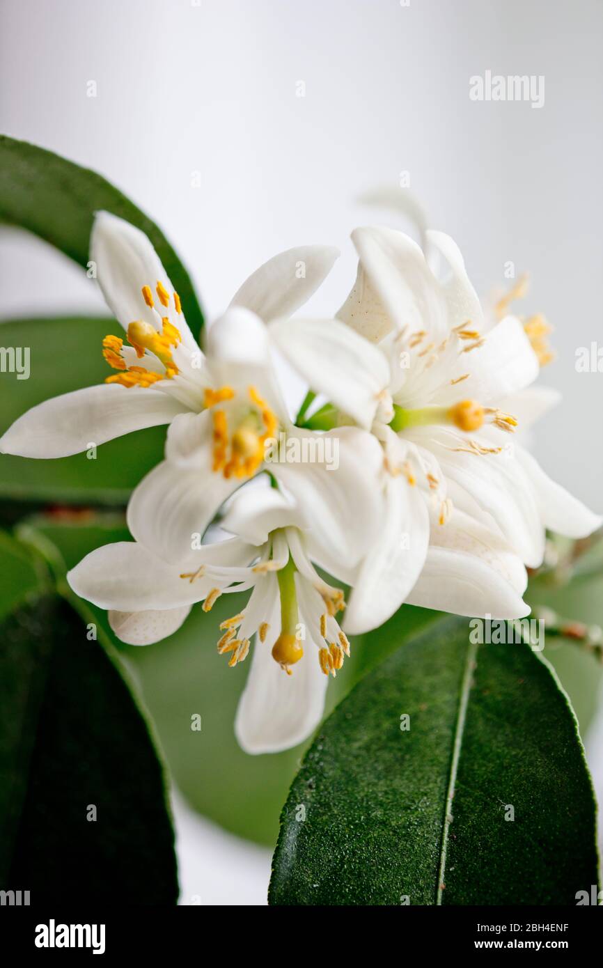 Nahaufnahme Farbfoto von Meyer Zitronenbaum Blüten. Geringe Schärfentiefe. Zart, weiß, Blüten. Stockfoto