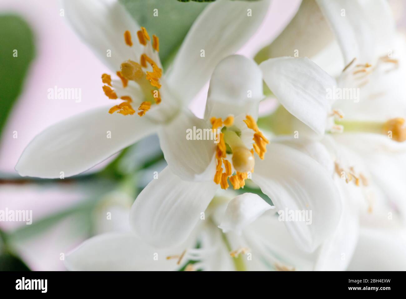 Nahaufnahme Farbfoto von Meyer Zitronenbaum Blüten. Geringe Schärfentiefe. Zart, weiß, Blüten. Stockfoto