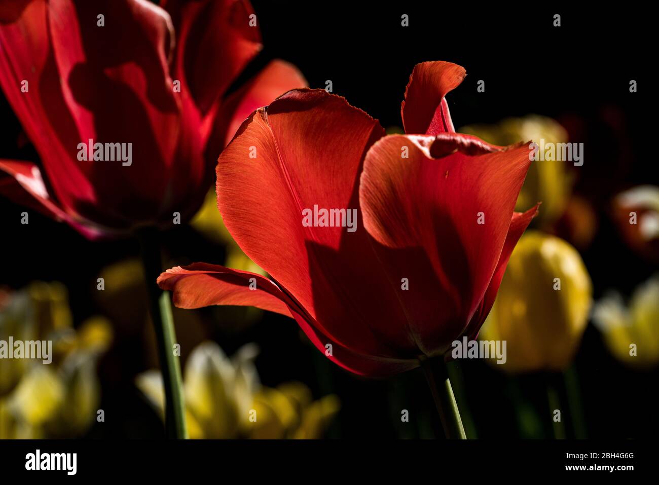 Nahaufnahme Bild Tulpenblüten mit Blütenblättern von der Sonne beleuchtet Stockfoto